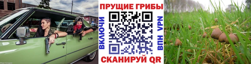 Псилоцибиновые грибы Psilocybine cubensis  купить закладку  Электросталь 